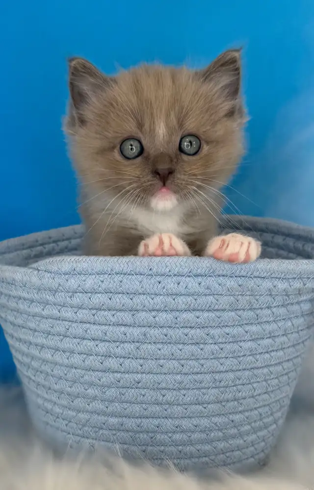 TICA Registered Ragdoll Kittens - Photo 2