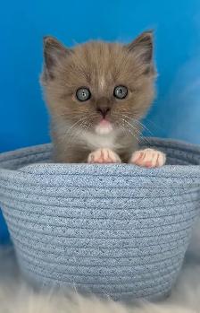TICA Registered Ragdoll Kittens - Photo 2