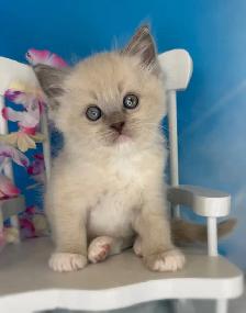 TICA Registered Ragdoll Kittens - Photo 3