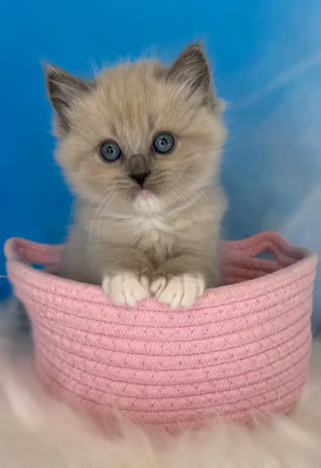 TICA Registered Ragdoll Kittens - Photo 5