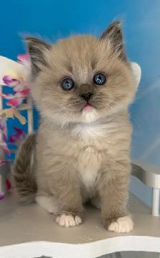 TICA Registered Ragdoll Kittens - Photo 7