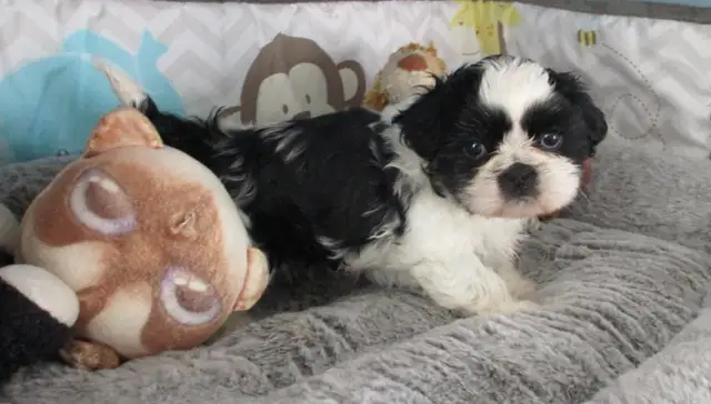 Chip & Dale Shih Tzu’s License Number 0096