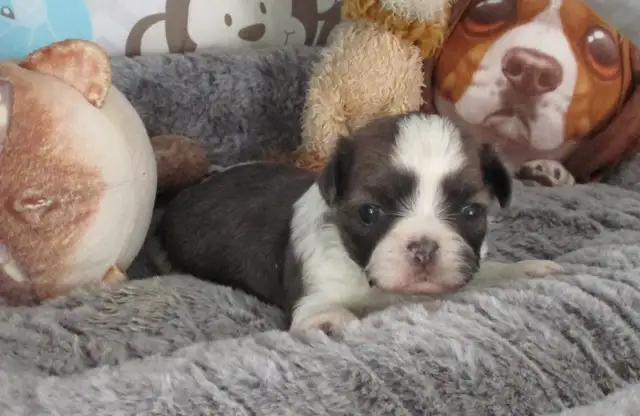 Chip & Dale Shih Tzu’s License Number 0096 - Photo 2