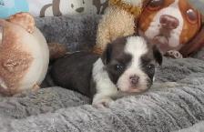 Chip & Dale Shih Tzu’s License Number 0096 - Photo 2