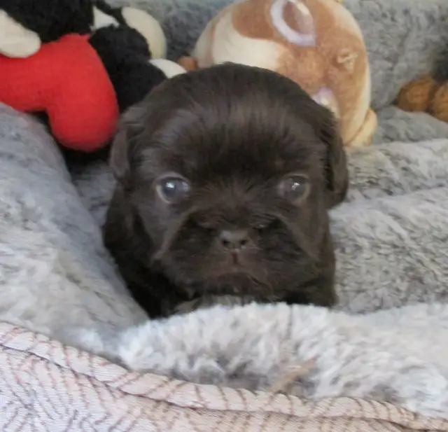 Chip & Dale Shih Tzu’s License Number 0096 - Photo 3