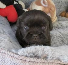 Chip & Dale Shih Tzu’s License Number 0096 - Photo 3