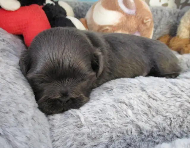 Chip & Dale Shih Tzu’s License Number 0096 - Photo 4