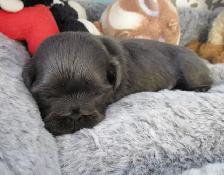 Chip & Dale Shih Tzu’s License Number 0096 - Photo 4