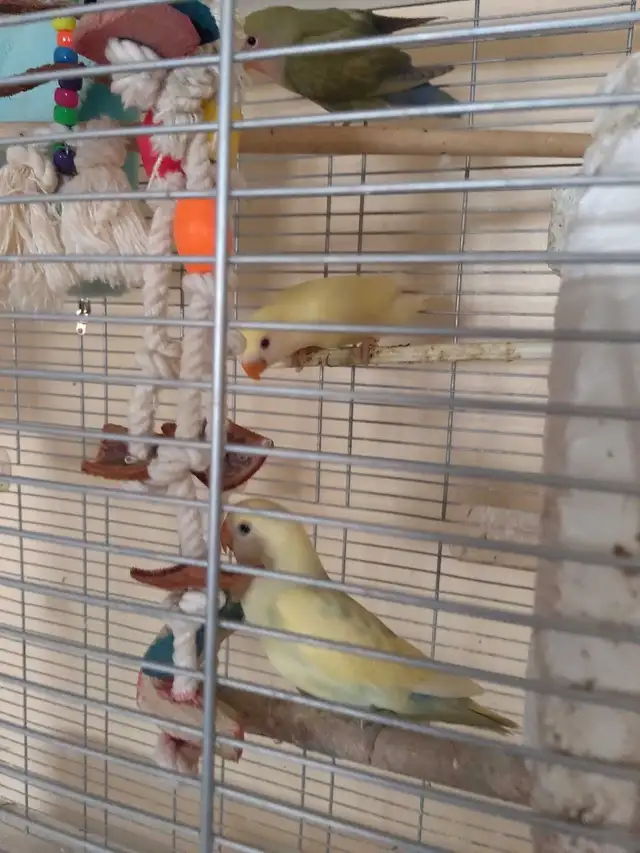 inséparable nain - Photo 2