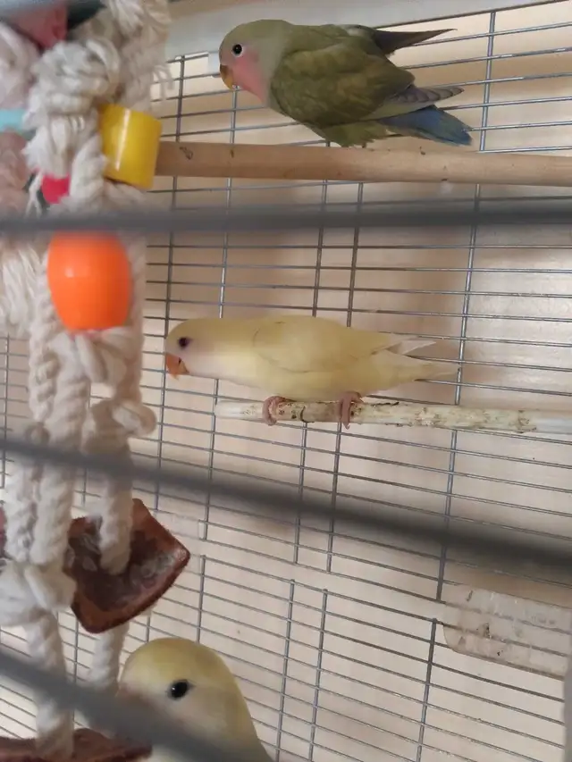 inséparable nain - Photo 3