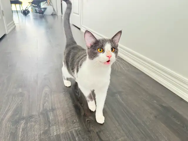 Male American Domestic Cat for Rehoming - Photo 2