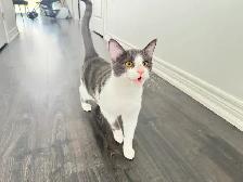 Male American Domestic Cat for Rehoming - Photo 2