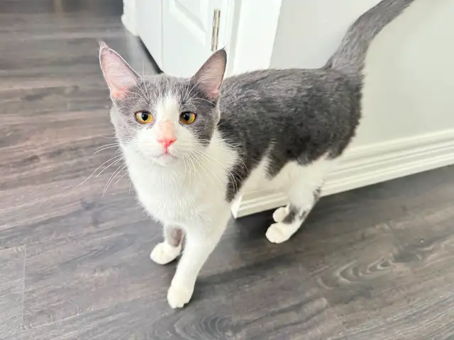 Male American Domestic Cat for Rehoming - Photo 3