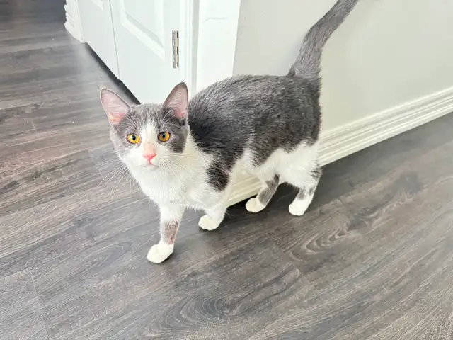 Male American Domestic Cat for Rehoming - Photo 4