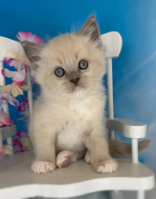 TICA Registered Ragdoll Kittens - Photo 3