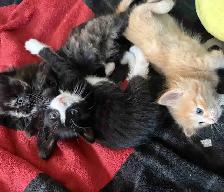 kittens for rehoming