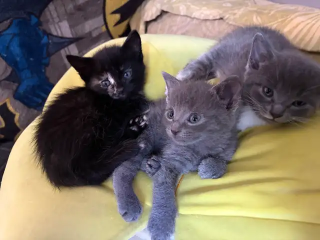 kittens for rehoming - Photo 2