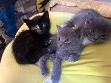 kittens for rehoming - Photo 2