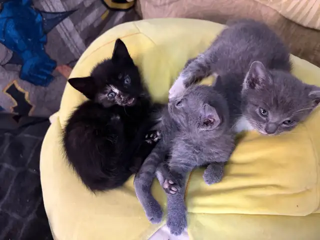 kittens for rehoming - Photo 3