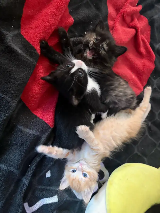 kittens for rehoming - Photo 4