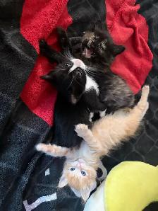 kittens for rehoming - Photo 4