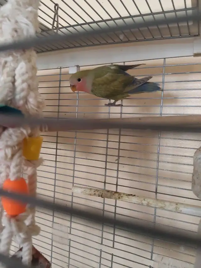 bébé inséparable nain