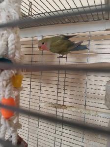 bébé inséparable nain