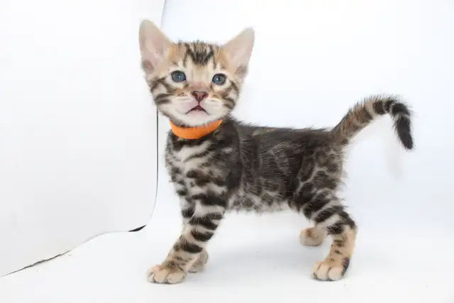 TICA Registered Bengal Kittens
