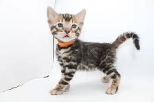 TICA Registered Bengal Kittens
