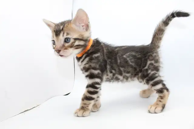 TICA Registered Bengal Kittens - Photo 2
