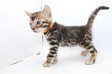 TICA Registered Bengal Kittens - Photo 2