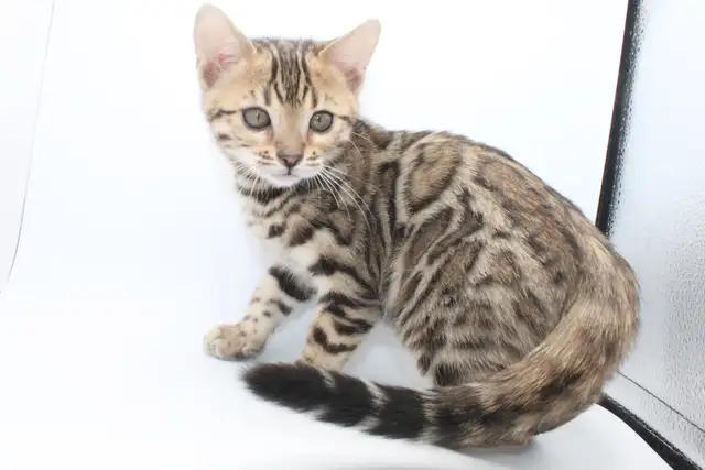 TICA Registered Bengal Kittens - Photo 3