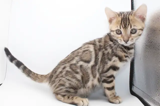 TICA Registered Bengal Kittens - Photo 4