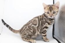 TICA Registered Bengal Kittens - Photo 4
