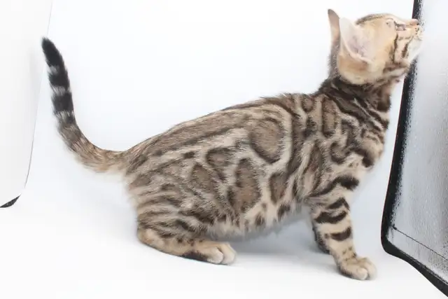 TICA Registered Bengal Kittens - Photo 5
