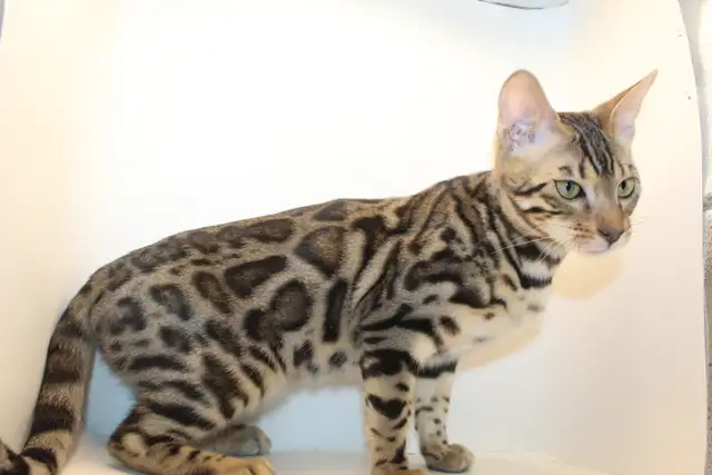 TICA Registered Bengal Kittens - Photo 6