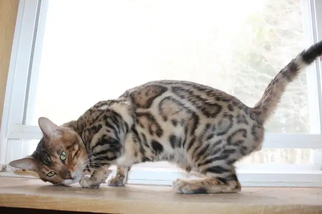 TICA Registered Bengal Kittens - Photo 8