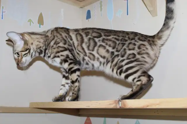 TICA Registered Bengal Kittens - Photo 9