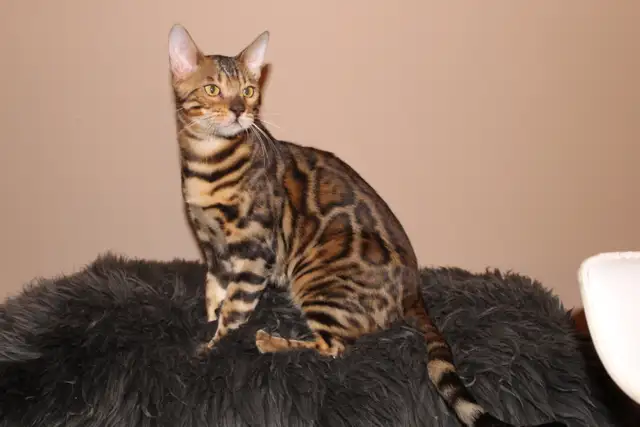 TICA Registered Bengal Kittens - Photo 10