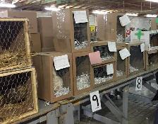 Poules, canards, oies, chèvres, lapins, cailles, dinde, paon - Photo 2