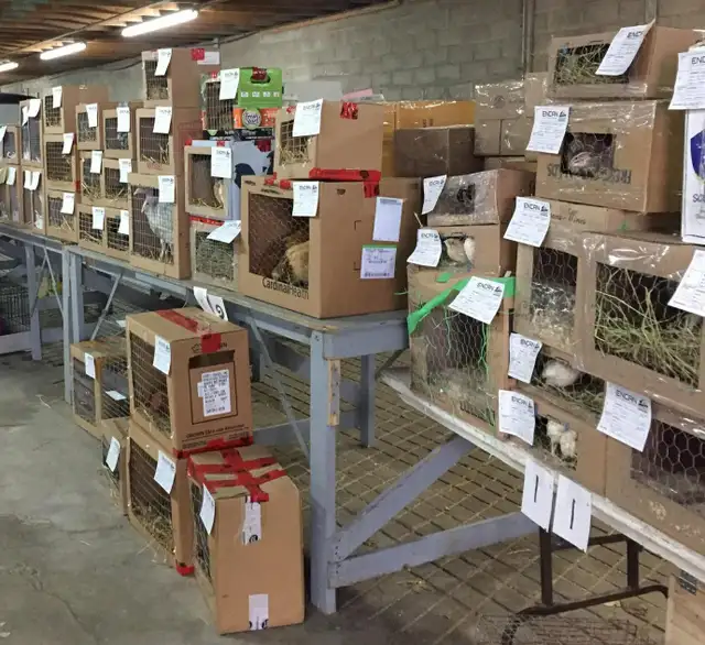 Poules, canards, oies, chèvres, lapins, cailles, dinde, paon - Photo 3