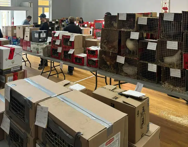 Poules, canards, oies, chèvres, lapins, cailles, dinde, paon - Photo 4