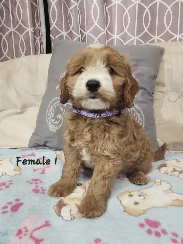 Cockapoo Puppies