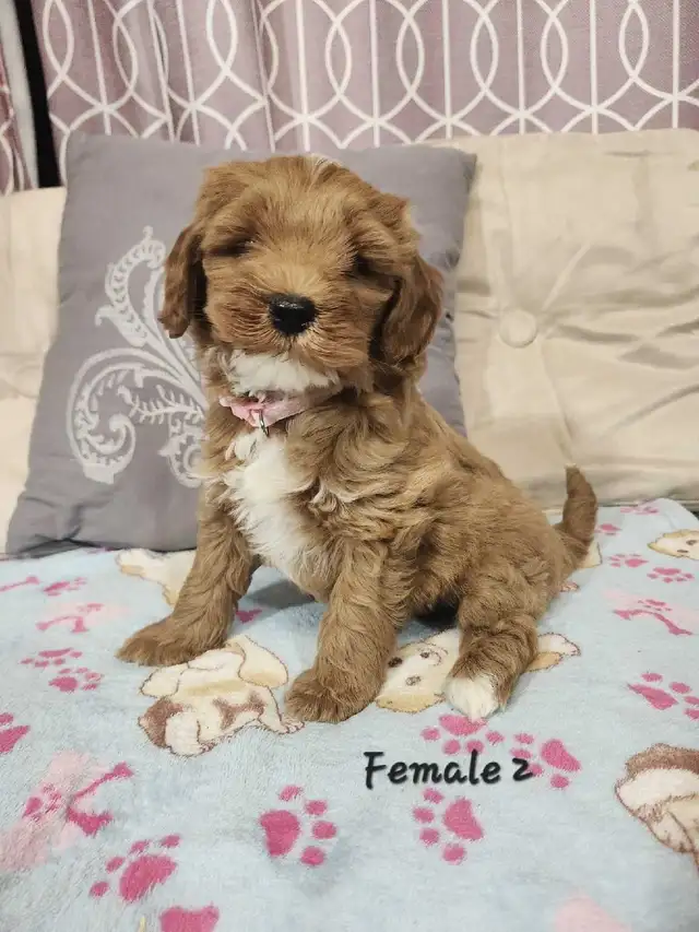 Cockapoo Puppies - Photo 2