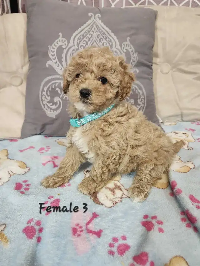 Cockapoo Puppies - Photo 3
