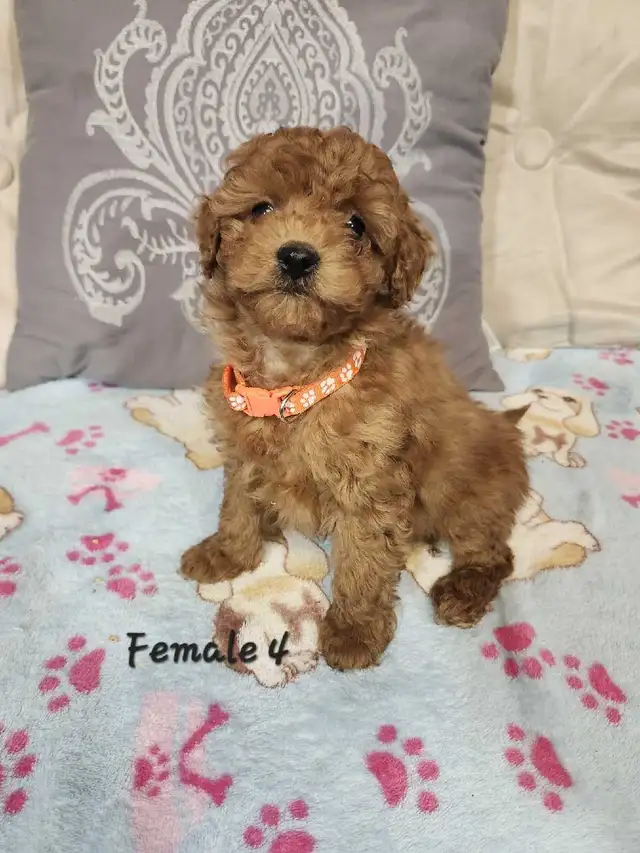Cockapoo Puppies - Photo 4