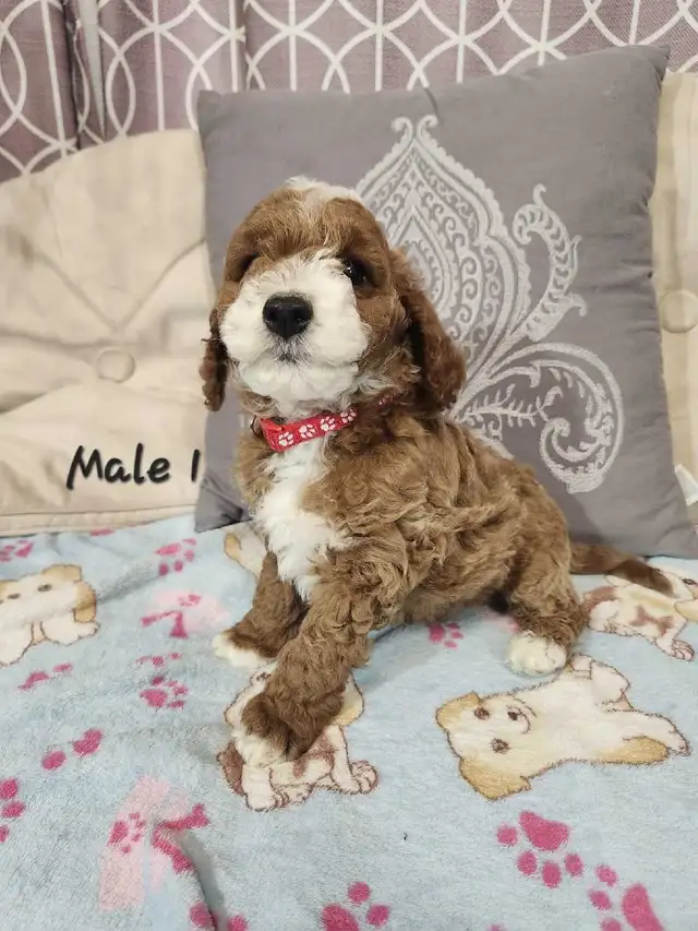 Cockapoo Puppies - Photo 5