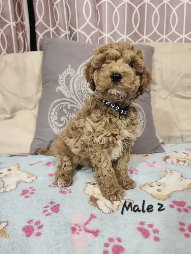 Cockapoo Puppies - Photo 6