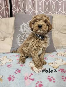 Cockapoo Puppies - Photo 6