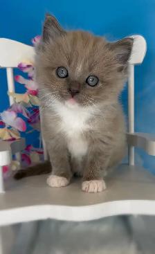 TICA Registered Ragdoll Kittens